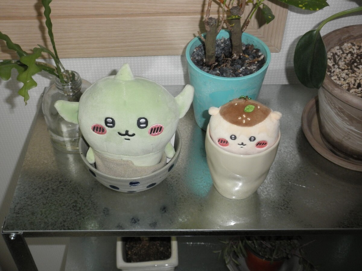 본격적인 식킬러 아니 식집사 준비