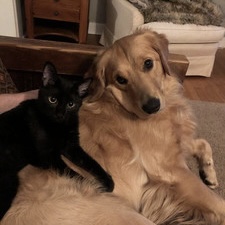 Black cat & Golden retriever vibes