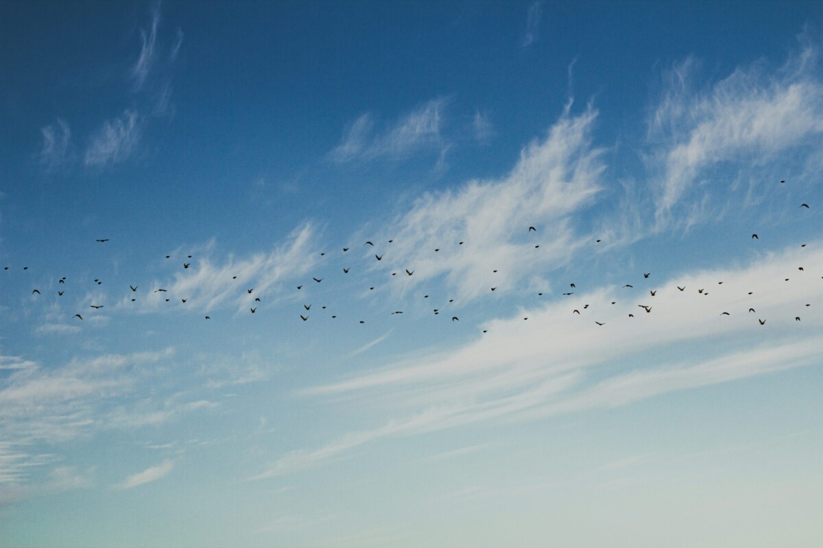 murmuration
